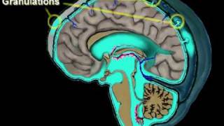 Cerebrospinal Fluid Circulation [upl. by Armallas]