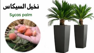 نخيل السايكس، العناية و الاكثار Cycas palm [upl. by Mullac340]