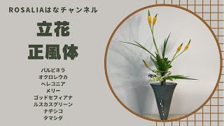 『立花 正風体』春の黄色い花をいける【いけばな池坊 Ikebana】【flower】 🌸 【生け方 How to make】 [upl. by Colene]