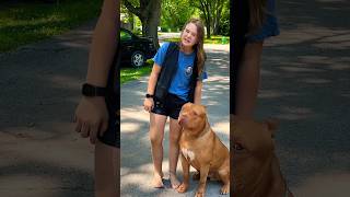 Giant Pitbull dogbreed puppy shortsvideos [upl. by Garlan488]