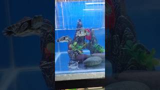 Red Eared Slider Tank Setup Turtle🐢🐢 redearedslider shorts turtle [upl. by Dimo]