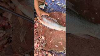 Fastest Skill to Cut Big Rohu Fish In Fish Market🤭  shorts fishcuttingvideos [upl. by Eaned96]