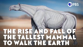 The Rise and Fall of the Tallest Mammal to Walk the Earth [upl. by Gehlbach]