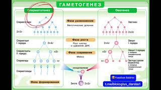 Gametogenez  Spermatogenez  Yusufxon Sobirov mryusufxontv biologiya [upl. by Azitram565]