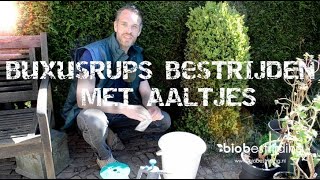 LAST VAN DE BUXUSRUPS BESTRIJD ZE BIOLOGISCH MET AALTJES biobestrijdingnl [upl. by Ellevel]