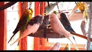 2 Hours of Budgies In Their Aviary  Singing and Playing  Play For Your Budgie  Budgie Sounds [upl. by Okiman]