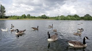 Goose Screensaver Download Geese Swans and Ducks swimming in a lake [upl. by Nylhtak250]