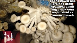 How to make mushroom spawn f2 grain to grain using crack corn and zonrox bleach [upl. by Liggitt]