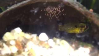 Apistogramma agassizii double red with eggs [upl. by Eentruok107]