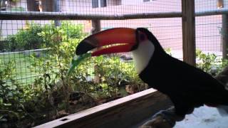 Toco Toucan Courtship Vocalization [upl. by Ayyidas]