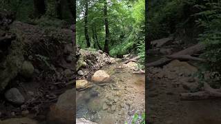 The beautiful nature of Mazandaran nature river forest shorts [upl. by Noffihc]