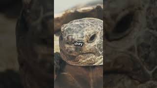 5 Fascinating Tortoise Facts in 30 Seconds [upl. by Nirad]