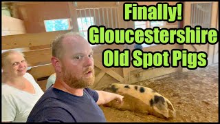 Finally We Got Our Gloucestershire Old Spot Pigs [upl. by Bouchard]