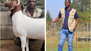 How he is SUCCESSFUL as a Boer Goat Stud Breeder and WHY SUSTAINABILITY Is essential Goat Exports [upl. by Veta]