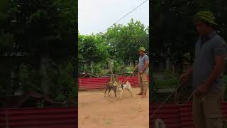 Simple dog skills training 4 [upl. by Codel45]