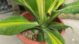 Dracaena fragrans 觀葉植物 香龍血樹巴西木特寫 [upl. by Todhunter165]