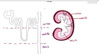 143 Kidney amp Nephron StructureCambridge AS A Level Biology 9700 [upl. by Nered]