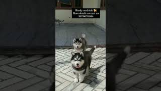 husky available doglovers germanshepherd dogkennelinindia yourdog huskypup doglover dogkennel [upl. by Guerin452]