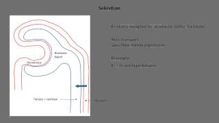 Nyrer og urinveje Nefronet  sekretion [upl. by Akahs30]