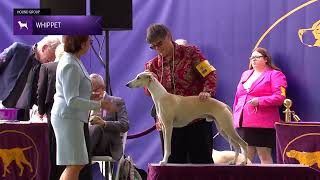 Whippets  Breed Judging 2024 [upl. by Bergren599]