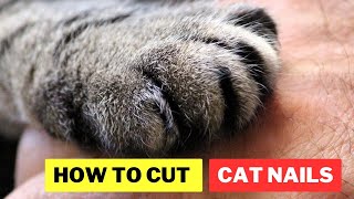 How to Cut Cat Nails  How to Trim a Cats Claws  Trim Cat Nails  Cat Grooming  Cat Grooming Guru [upl. by Atilam]