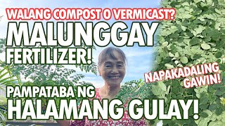 MALUNGGAY FERTILIZER PAMPATABA NG HALAMANG GULAY NAPAKADALING GAWIN  Haydees Garden [upl. by Ahtnammas]