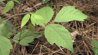 Jewelweed Grows Next to Poison ivy [upl. by Dlaregztif]