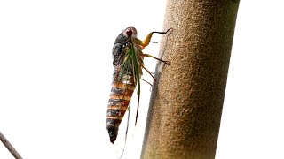 Bumper season for cicadas expected for Australia’s summer [upl. by Francklyn524]