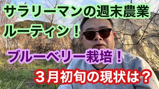 サラリーマンの週末農業ルーティン！ブルーベリー栽培！３月初旬の現状は？ [upl. by Gable]