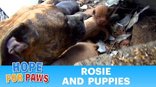 Rescuing a family of dogs with help from iPhone and You Tube Please share dog [upl. by Naerol597]