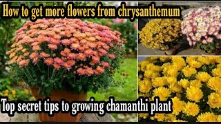 చామంతి పువ్వులు ఎక్కువ పూయాలంటే  how to grow chrysanthemum chamanthi [upl. by Nylyak]