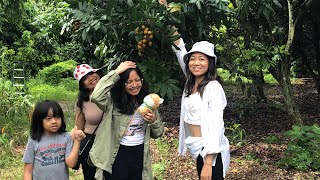 Visiting Khmer fruit farm in Florida [upl. by Amari]