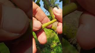 Grafting process grafting avocadografting okulasi shortfeed fruit nature bonsai fypシ゚viral [upl. by Sabine]