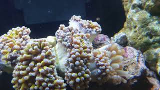 Golden torch coral pooping [upl. by Ahsinam379]