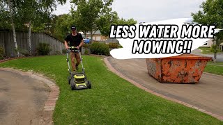 Lawn renovation recovery less watering and transitioning to cylinder mowing [upl. by Yug]