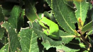 La rainette méridionale Hyla meridionalis [upl. by Gaultiero]