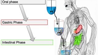 Trypsin Assay for In Vitro Food Digestion 2014 Minekus et al Food amp Function [upl. by Garges]