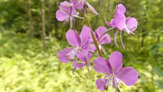 Fireweed Identification [upl. by Shulock]