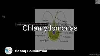 Chlamydomonas Biology Lecture  Sabaqpk [upl. by Nnairac]