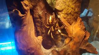 Poecilotheria metallica Haltung [upl. by Shivers]