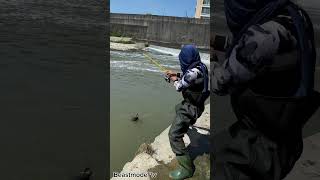 Amazing catch using traditional way fishing rod HUGE CARP shorts [upl. by Iborian897]