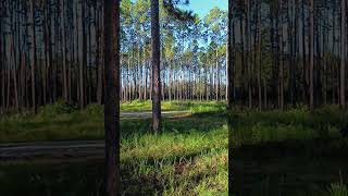 Apalachicola National Forest Boondocking Site Shorts [upl. by Navetse]