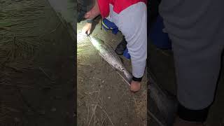 fishing striped bass catch and release [upl. by Asiluy574]