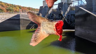 A RARE Catch Beneath this Spillway SURPRISE Species [upl. by Joliet]