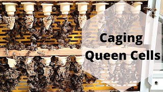 Caging queen cells with queen cages Queen Breeding carnica [upl. by Koh]