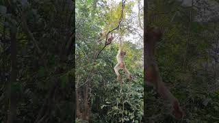 Pigtail monkey playing on the tree shortsvideo monkey wildmonkeylife [upl. by Nauqit90]