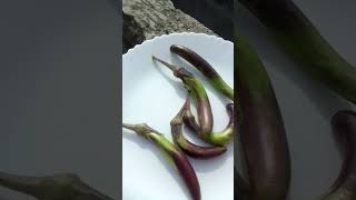 Harvesting Cowpea and Brinjal from my Terrace garden in Delhi manipuriurban gardening [upl. by Clayson]