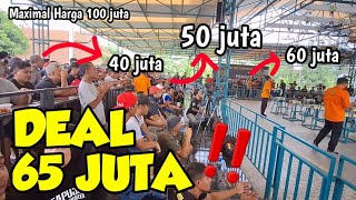 Bursa 100 juta Murai Batu ‼️ Adu Tawar Pembeli dan Deal Harga 65 Juta 🔥🔥🔥 [upl. by Rimidalv479]