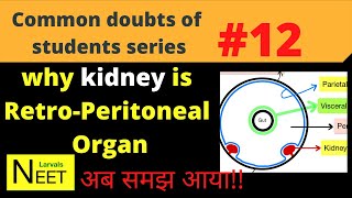 Retroperitoneal organs  Retroperitoneal Meaning in Hindi why Kidney is Retroperitoneal organ NEET [upl. by Sadie449]