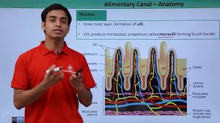 Class 11th – Alimentary Canal – Anatomy  Digestion and Absorption  Tutorials Point [upl. by Giuditta313]